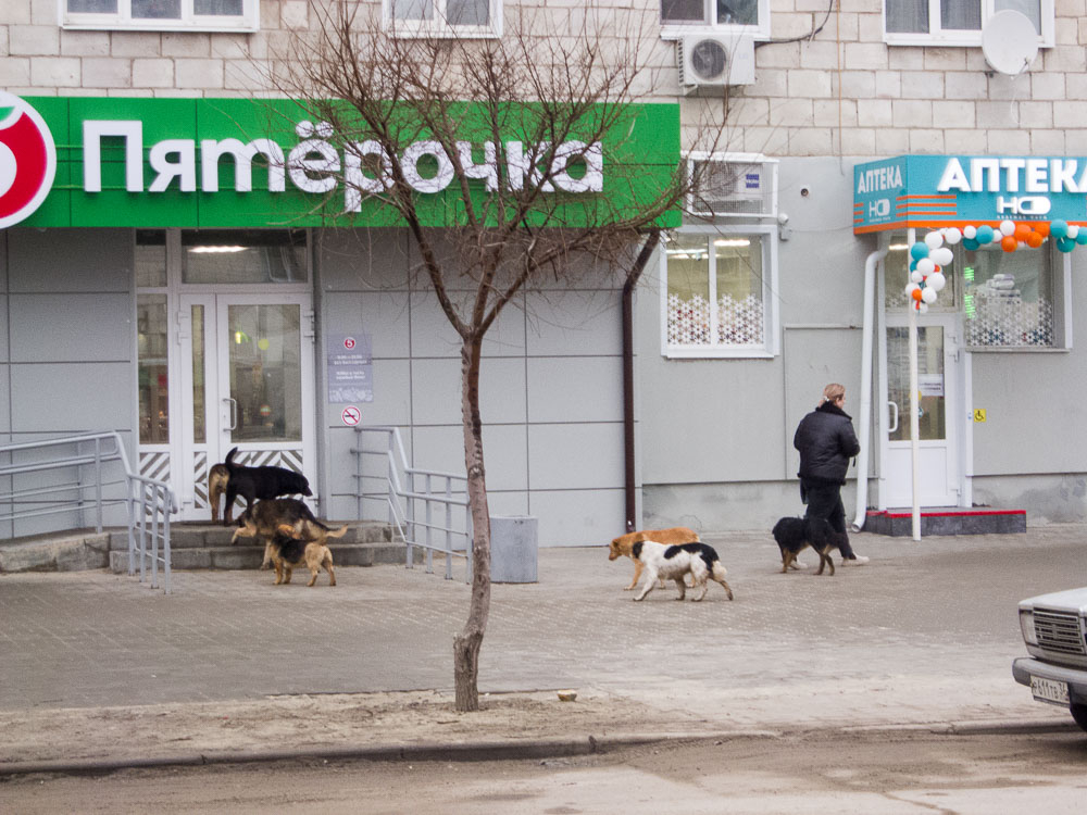Камышин может перенять у Волгограда опыт создания чат-бота для отлова бродячих собак