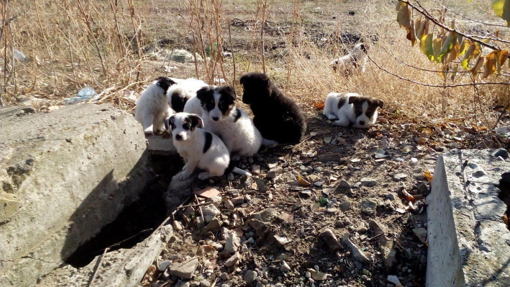 9 милых щенков, брошенных на произвол судьбы, ищут хозяев в Камышине