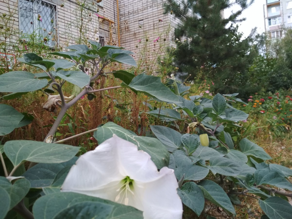 В Камышине раскрыл опасные белые цветы-граммофоны ядовитый дурман