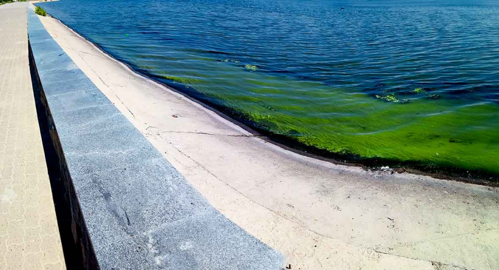 В Ильин день Волга у Камышина покрылась слоем густой зелени, но при +32-х на улице камышане продолжают купальный сезон