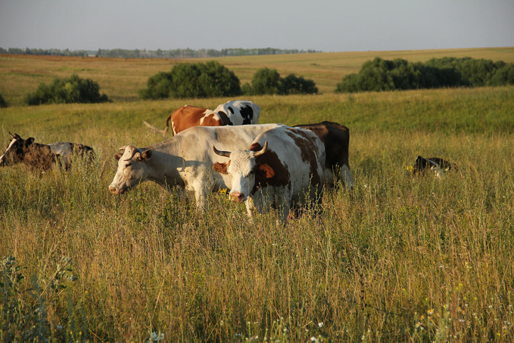Под Камышином  фермер защищая свой участок с посевами лука, расстрелял коров