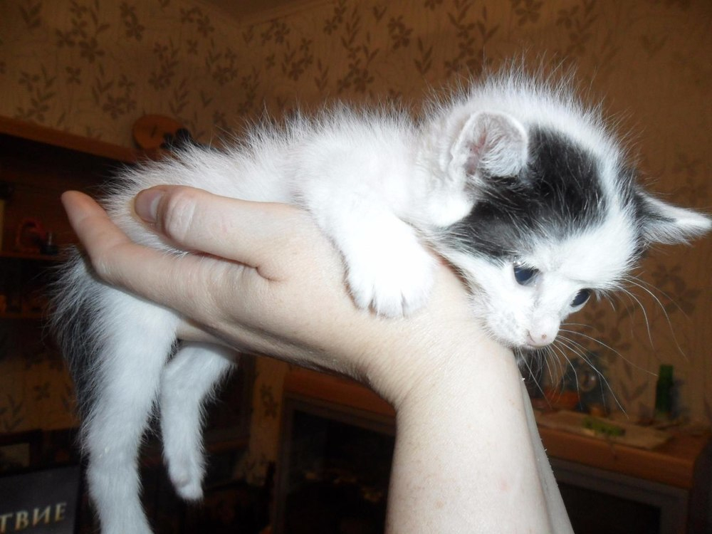 Защитники животных «отбили» котенка у детей-живодеров и привезли в Камышин