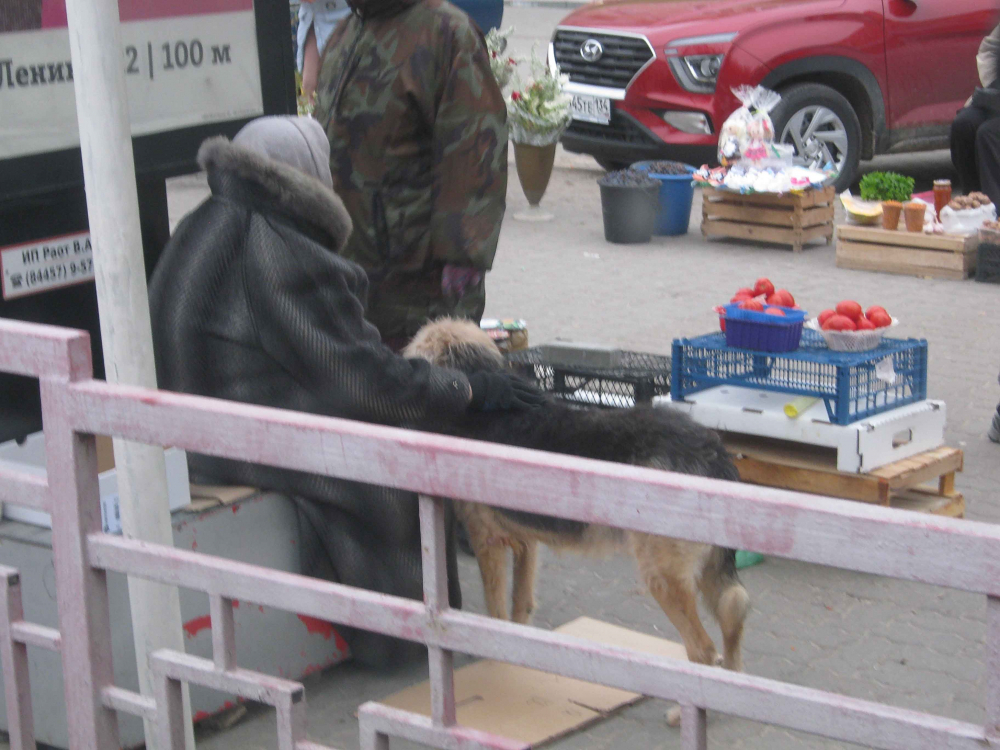 Санитария в Камышине: одной рукой гладим бродячих собак, другой накладываем помидоры на продажу, - камышанка