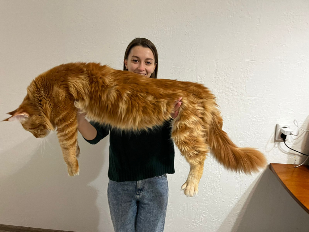 «Это что за тигр?» - молодая семья из Волгограда завела себе симпатичного кота-гиганта