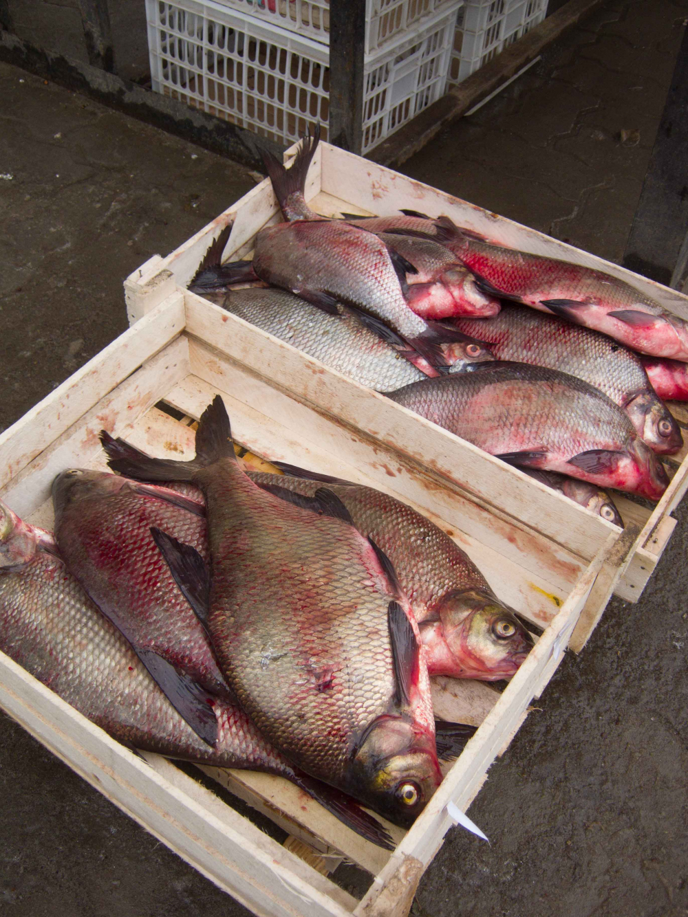 Администрация Волгоградской области сообщила, что свежей рыбы к столу камышан стало вылавливаться больше