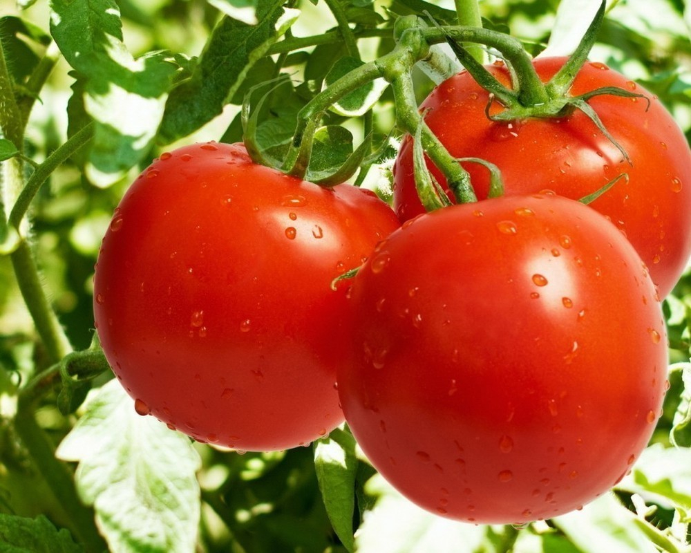 Как вырастить помидоры в экстремальных условиях