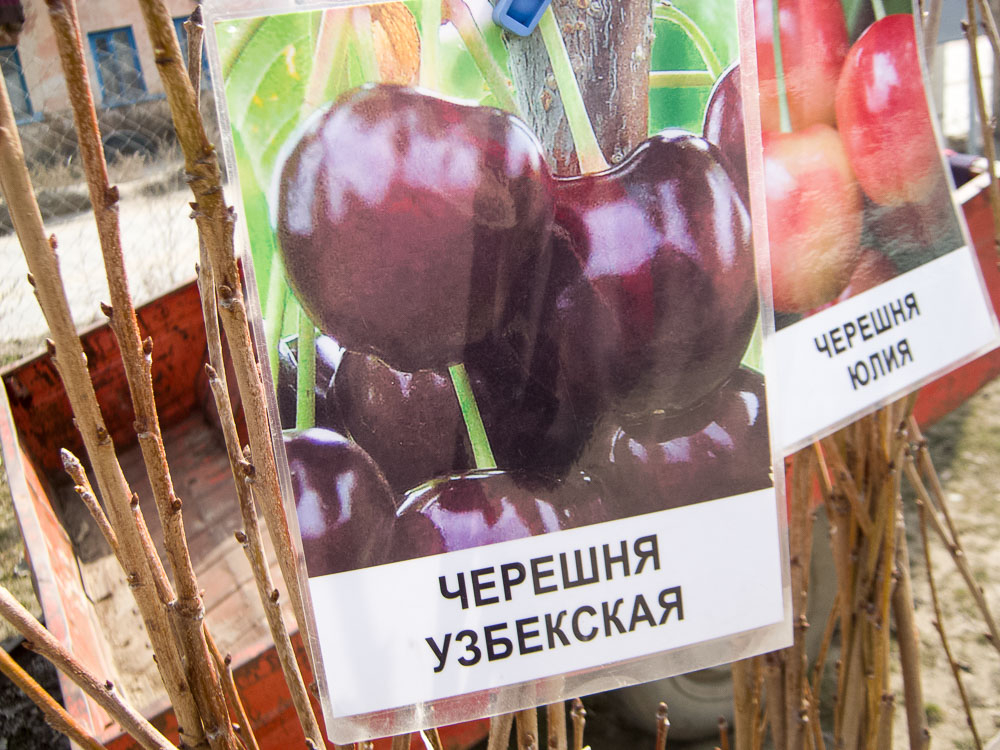 В Камышине на открывшихся ярмарках саженцев горожанам предлагают сливу-исполинку и узбекскую черешню