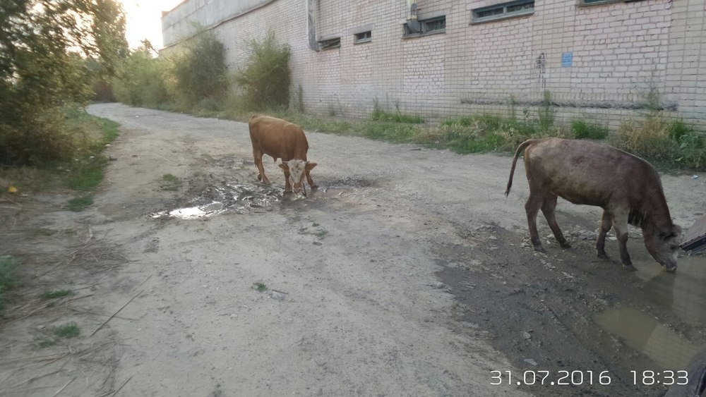 Жителей Камышина шокировали разгуливающие по городу коровы и быки