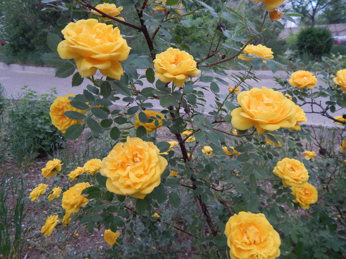 Красивые сорта желтых роз растущих на Урале