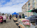 Тюльпаны стремительно подешевели в Камышине накануне 8 Марта