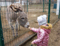 В соцсетях камышане пишут, что в  городском парке Камышина козел из мини-зверинца якобы забодал ребенка через забор, а осел чуть не укусил