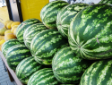 В Камышине продавцы арбузов еще на 5 рублей сбросили цену на полосатую ягоду