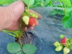 Камышане показали в соцсетях, какой спелости достигла местная клубника