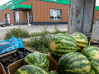 В Камышине привезли на продажу липовские арбузы