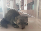 Камышане рассказывают в соцсетях, как в одной из городских школ поймали ласку