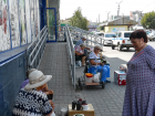 В Камышине дачники осваивают новые рынки "на земле"