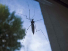 18 жителей Волгоградской области заразили опасной лихорадкой комары