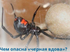 Страх смерти: в областной клинике токсикологи спасают жителей Волгоградской области, пострадавших от укусов каракуртов