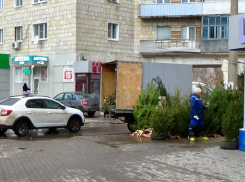 В Камышине продавцы елок сбросили цену на новогодний товар на 100 рублей за метр