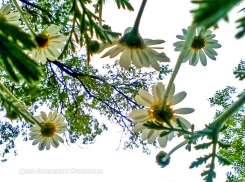 Дождь, солнце, ветер и снова дождь - таким будет вторник в Камышине