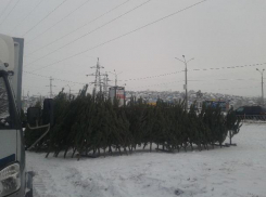 В Камышине на новогодних базарах местные сосны стоят дороже елей, привезенных за тысячу киилометров