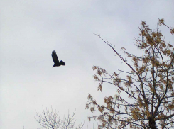 В Камышине скончался от коронавируса молодой, 40-летний мужчина