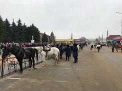 Кавалерийский взвод патрульно-постовой службы Камышина принимает участие в  100-километровом конном переходе	