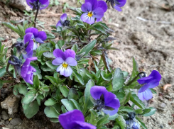 В Камышине северо-западный ветер принесет свежее «дыхание» дождя