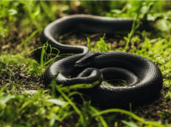 В Волгоградской области змеи покусали уже троих взрослых и двоих детей