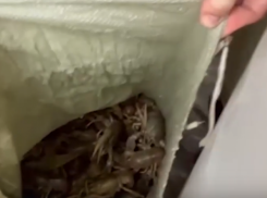 42 мешка живых раков весом чуть ли не в полтонны и без документов обнаружили оперативники у молодого перевозчика (ВИДЕО)