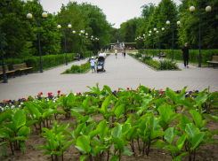 Камышан зовут посмотреть кино в парке под открытым небом сегодня, 25 июля