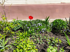 Погодный сервис «ни с того, ни с сего» предупредил камышан о грозе сегодня, 22 апреля, в 18.00