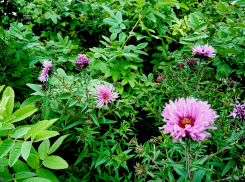 Синоптики провозгласили временное похолодание в Камышине и дождь