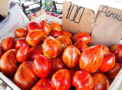 Камышинские дачники вырастили полосатые карамельные помидоры и килограммовые баклажаны- «грибы»