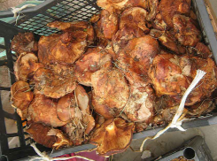 В Волгоградской области уже 30 человек отравились грибами этой осенью