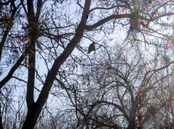 В Заволжье кавалер приревновал свою возлюбленную и заколол потенциального соперника ударами в сердце