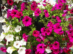 Почему бы властям Камышина не благоустроить запущенный сквер у Братских захоронений?