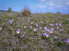 Лиловые пригорки очаровывают гостей природного парка в Камышинском районе