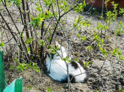 В Камышине энергетики решили «обойтись» отключением всего четырех домов завтра, 20 апреля