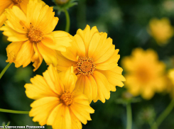 С утра небольшой дождь, а потом весь день солнце и жара: погода в Камышине на 14 июля