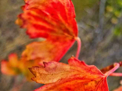 Раскрыты детали, кого еще и как убил коронавирус в Волгоградской области: молниеносное течение болезни повторяется