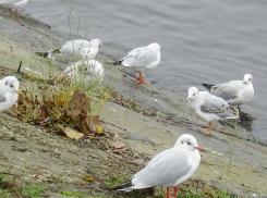  Слабый юго-западный ветер сохранит относительно теплой погоду в Камышине в выходные