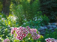 Солнечно и никаких осадков: погода в Камышине на начало недели