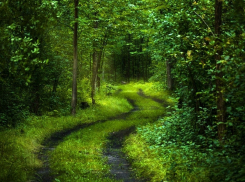 Задержанный стрелок убеждал оперативников, что ружья у нас «растут» в лесу