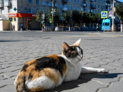 В десятках домов в Камышине энергетики отключат свет завтра, 3 октября