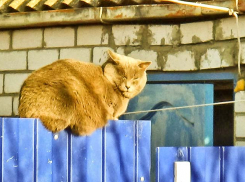 Десятки домов останутся без света в Камышине завтра, 27 ноября