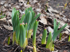 Солнечные и ясные дни приготовила природа камышанам