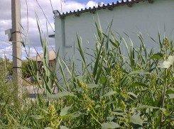 В Камышине начала выбрасывать метелки амброзия - самый «жгучий» местный аллерген