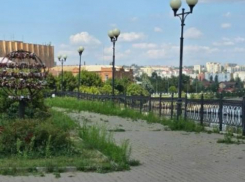 «И как же мне было стыдно за нашу набережную!» - камышане в шоке от заросшего травой города