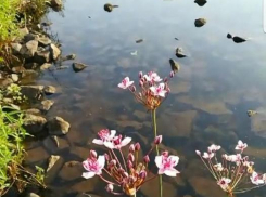 Камышане в соцсетях хотели провести урок ботаники для чиновников, но немного оконфузились